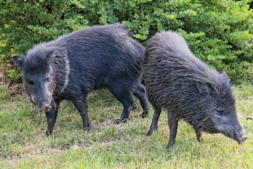 Hogs possess complex behavioral patterns and are acutely aware of their surroundings. 